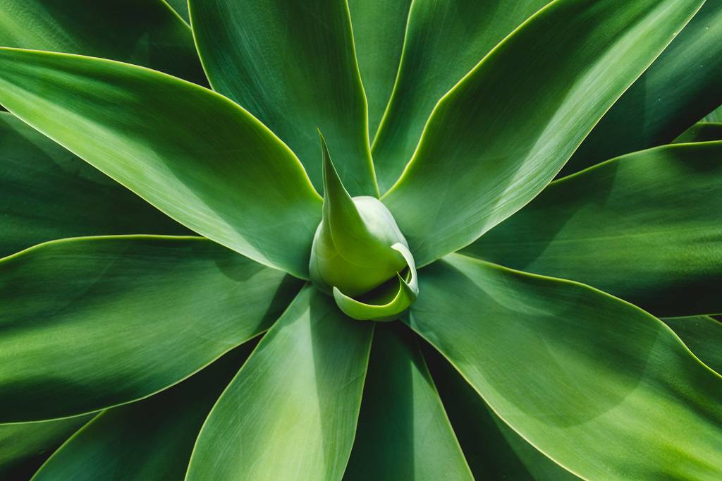 Leaves